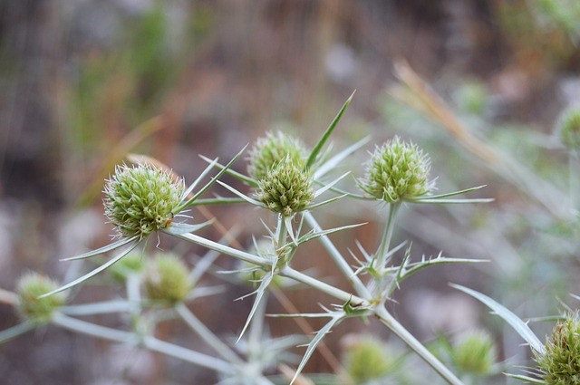 The-Origin-of-Dementia-Thorns-Thistles-and-Sweat-Thistles