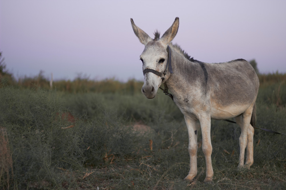 Poetry-Anthology-Veron-Lee-Campbell-Synopsis-of-My-Legacy-Donkey